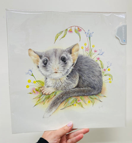 Lead Beater Possum - Fine Art Print